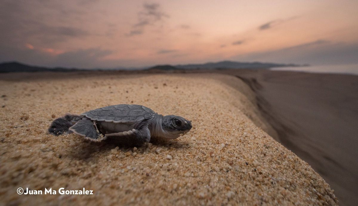 Salva una tortuta marina con SodaStream Salva una tortuta marina con SodaStream