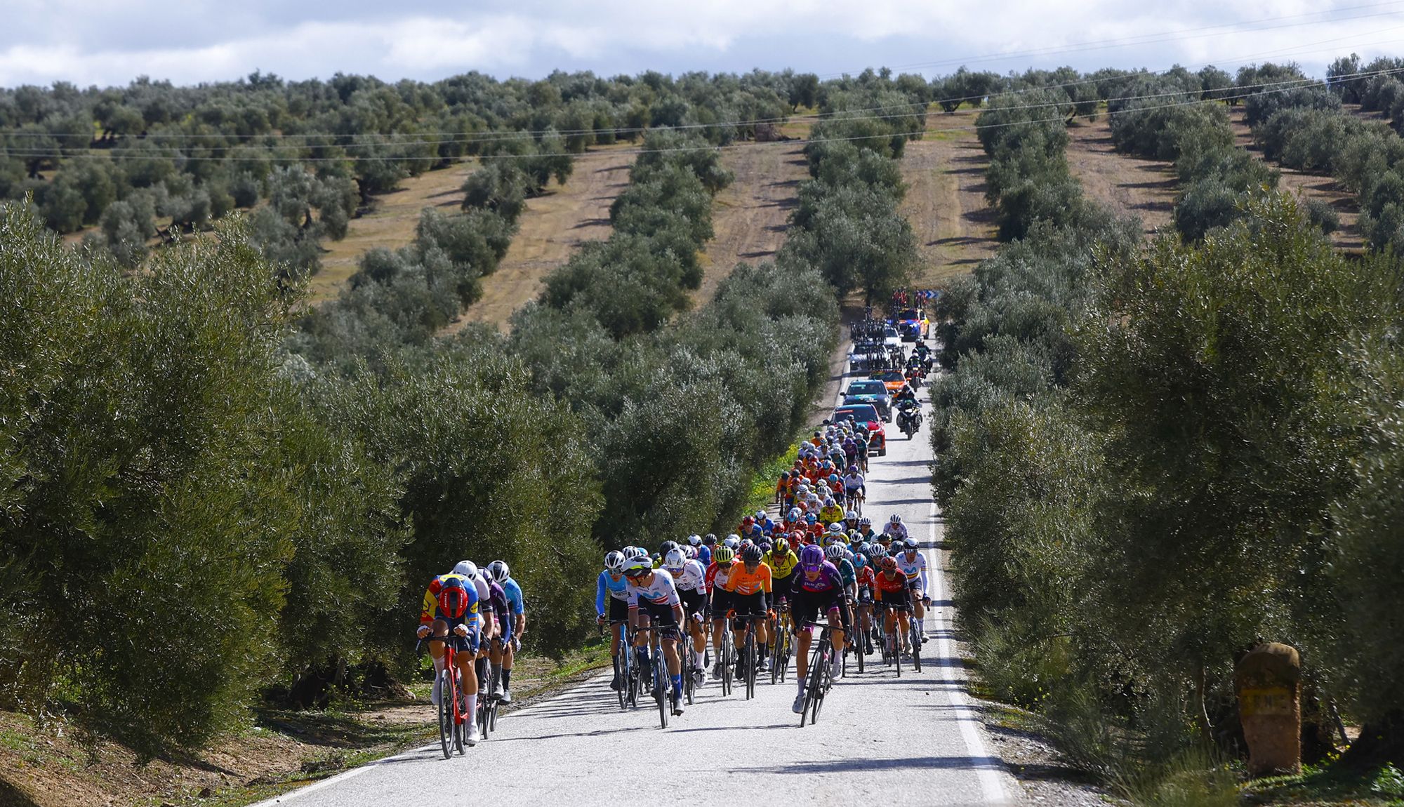 El pelotón de la Clásica Jaén Paraíso Interior 2024 rueda en el Mar de Olivos